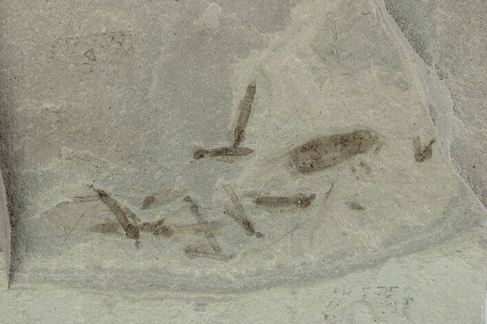 Eocene Fossil Cricket and Crane Fly - Green River Formation #377089